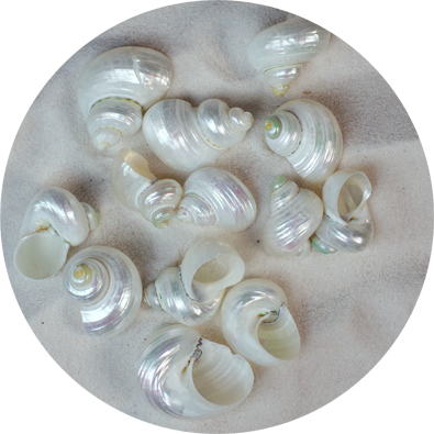 - Pearl Silvermouth Turbo